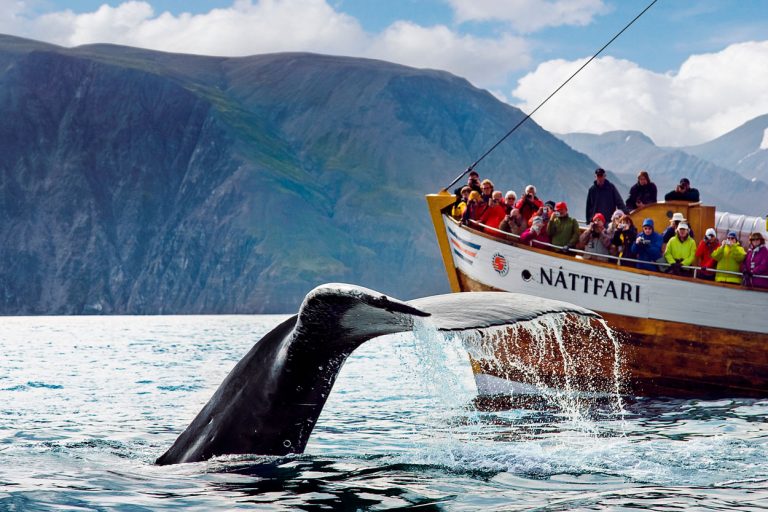 Journée mondiale de la vie sauvage: où observer les Big Five d’Islande