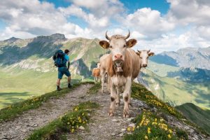 Vars (Hautes-Alpes): la montagne à vivre intensément