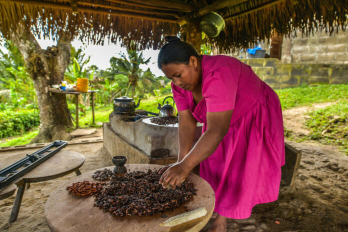 Expériences chocolatées au Belize