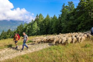 Le Vercors fête les alpages