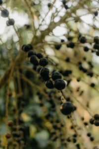 Açaí, le superaliment venu d'Amazonie 