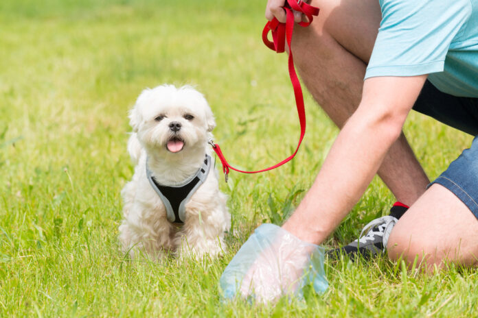 Club Med Vittel accueillera les GM et GC (gentils chiens). Depositphotos