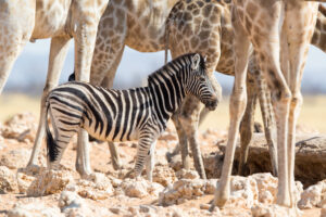 La Namibie lutte contre les incendies dans le parc national d'Etosha