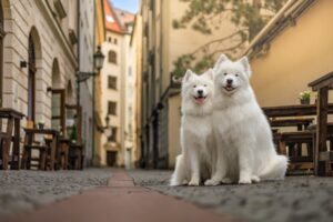 "Pet-friendly”: 34 % des Français prévoient leurs vacances en fonction de leur chien