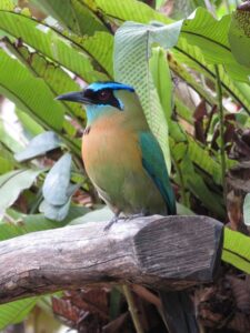 Costa Rica: à la découverte de la biodiversité locale et des expériences immersives