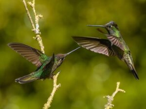 Costa Rica: à la découverte de la biodiversité locale et des expériences immersives
