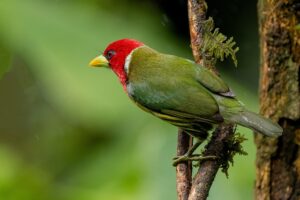 Costa Rica: à la découverte de la biodiversité locale et des expériences immersives