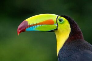 Costa Rica: à la découverte de la biodiversité locale et des expériences immersives