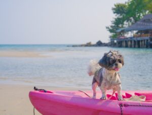 "Pet-friendly”: 34 % des Français prévoient leurs vacances en fonction de leur chien