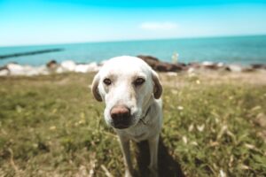 "Pet-friendly”: 34 % des Français prévoient leurs vacances en fonction de leur chien