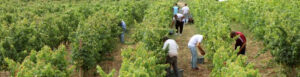 © Lisbon wine routes