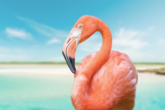 Bahamas: Harbour Island, oasis de saveurs et de charme 