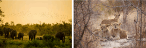 Pexels Isis Petroni – Troupeau d’éléphants au coucher du soleil, Afrique du Sud & Pexels Lori Glaholm-Heron – Jeunes lions se reposant dans la brousse, Afrique du Sud.