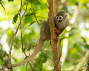 La forêt amazonienne défie le changement climatique