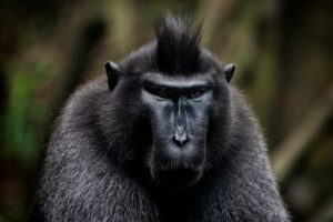 La forêt amazonienne défie le changement climatique