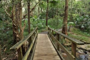 Amazonie: un sentier de randonnée de 468 km à travers la forêt