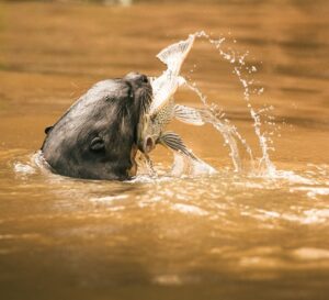 Brésil: l’Amazonie et le Pantanal remportent des prix internationaux