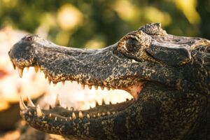 Brésil: l’Amazonie et le Pantanal remportent des prix internationaux
