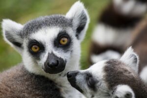 Le vol au Louvre ou le retour d'Air France à Madagascar?