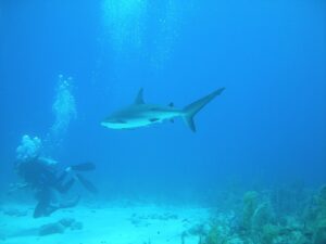 Bahamas: Harbour Island, oasis de saveurs et de charme