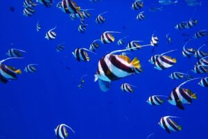 Kuoni: séjour à l’hôtel Ananea Madivaru Maldives