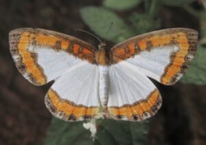 La forêt amazonienne défie le changement climatique