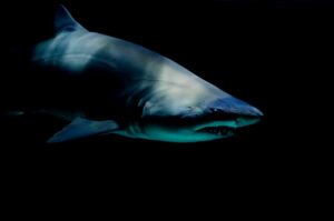 Rêve ou cauchemar: irez-vous dormir au milieu de requins ou d'œuvres d'art?