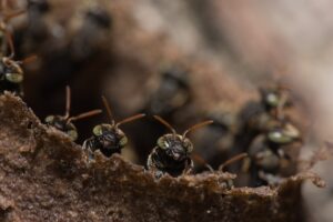 Le charme du tout petit: les micro-safaris gagnent du terrain