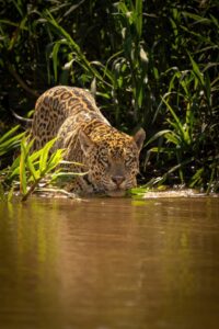 Brésil: l’Amazonie et le Pantanal remportent des prix internationaux