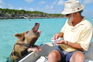 Bahamas: Harbour Island, oasis de saveurs et de charme