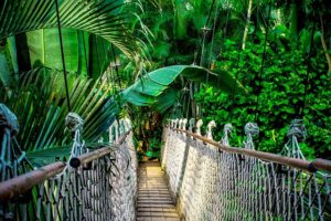 La forêt amazonienne défie le changement climatique