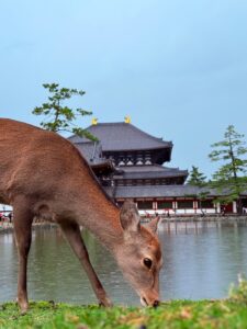 Nara: les plus beaux hotels de l’ancienne capitale impériale du Japon