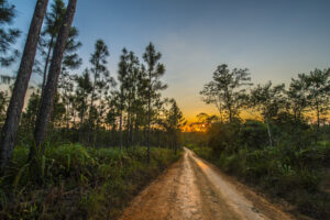 Mountain Pine Ridge  © Belize Tourism Board