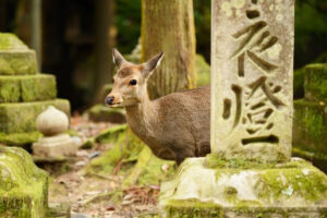 ©Visit Nara