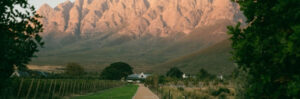 Chemin au cœur des vignobles de Stellenbosch, au pied des montagnes du Drakenstein, Afrique du Sud