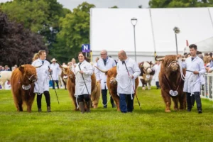 Des vaches des Highlands au Royal Highland Show - Édimbourg