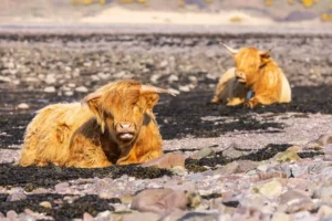 Des vaches des Highlands sur l’île de Davaar - Mull of Kintyre (1)