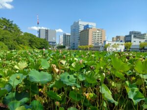 Akita: une énorme plantation de lotus en plein centre ville 