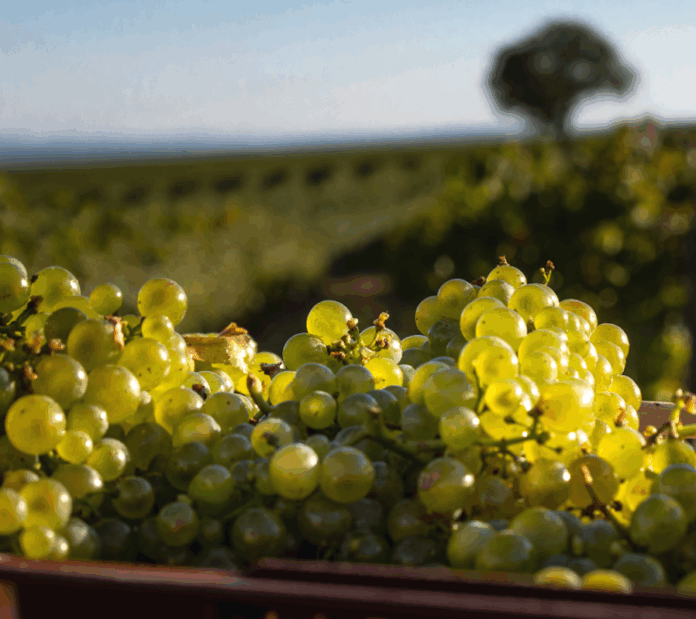 Déjà 50 ans pour le pétillant Crémant de Bourgogne