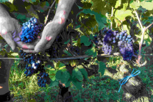 Déjà 50 ans pour le pétillant Crémant de Bourgogne