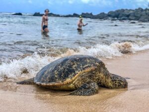 Le tourisme de la dernière chance ou l'attrait morbide de la disparition