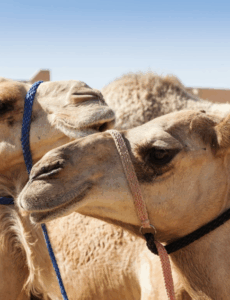 Skyscanner: 10 destinations inattendues pour 2026