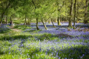 Des jacinthes sur l’île d’Inchcailloch - Loch Lomond - © VisitScotland Kenny Lam