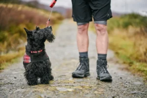 Un Scottish terrier en promenade - © Forestry and Land Scotland