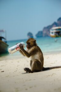 Thaïlande: la levée de l'interdiction de vente d'alcool sera bénéfique pour le tourisme