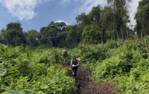 Sur les traces de Dian Fossey, au Rwanda 