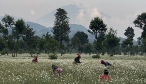 Sur les traces de Dian Fossey, au Rwanda 