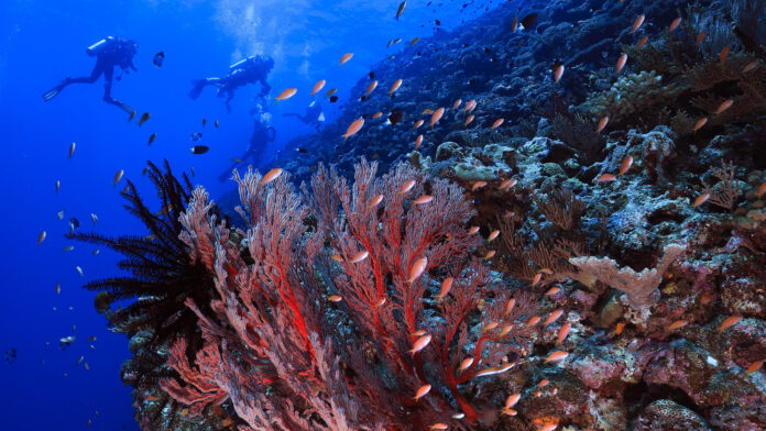 L’OT du Japon participe pour la première fois au Salon de la Plongée à Paris
