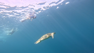 Tortue et snorkeling. Crédit photo Eslam Ahmed Lail
