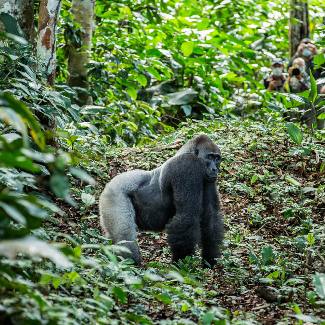 Kamba Africa, des expériences immersives au coeur de la forêt tropicale ...